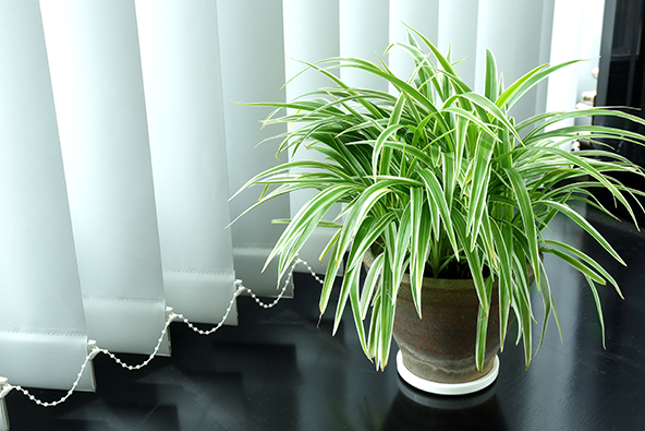 best apartment home houseplants